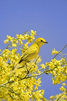 Animals USA Prints: Yellow Warbler (Dendroica petechia) adult male, perched in flowering palo verde, U. S. A