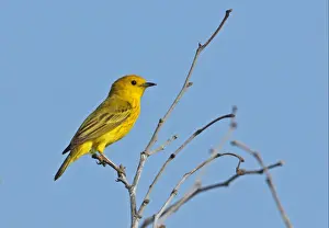 Bill Prints: Yellow Warbler (Dendroica petechia eoa) adult male