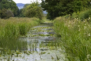 Powys Prints: Yellow Waterlily (Nuphar lutea) flowering