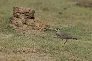 Sri Lanka Prints: Yellow-wattled Lapwing (Vanellus malabaricus) adult, walking on grass, Sri Lanka, February