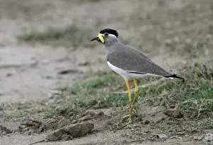 Yellow-wattled Lapwing (Vanellus malabaricus) adult, standing on bare ground, Yala N. P. Sri Lanka, January