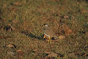 Plovers Prints: Yellow-wattled Lapwing (Vanellus malabaricus) adult