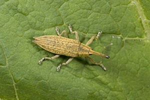 Pyrenean Prints: Yellow Weevil (Lixus paraplecticus) adult, resting on leaf, French Pyrenees, France, June