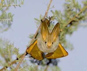 Great Rift Valley Prints: Yellow-winged Bat (Lavia frons) adult