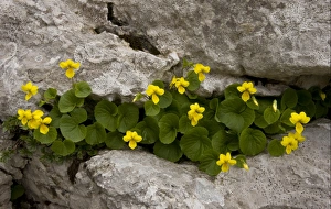 Julian Alps Prints: Yellow Wood Violet (Viola biflora) flowering