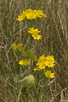 Downlands Prints: Yellow-wort (Blackstonia perfoliata) flowering