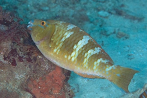 West Papua Prints: Yellowband Parrotfish (Scarus schlegeli) immature