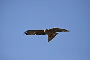 Yellow Prints: Yellowbilled Kite - Botswana near Kwara