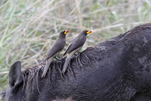 Botswana Prints: Two Yellowbilled Oxpeckers on a Warthog