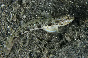Muck Prints: Yellowfoot Shrimpgoby (Vanderhorstia phaeosticta) adult