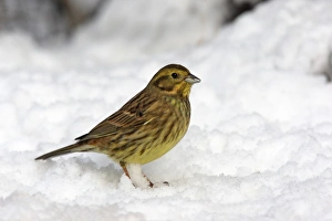 Yellowhammer (Emberiza citrinella) adult female, standing on snow, Staffordshire, England, january