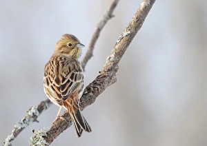 Yellowhammer (Emberiza citrinella) adult female, perched on branch, Sweden, january