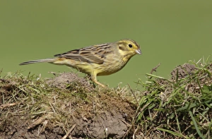 Yellowhammer (Emberiza citrinella) adult female, foraging on ground in farmland, West Yorkshire, England, May