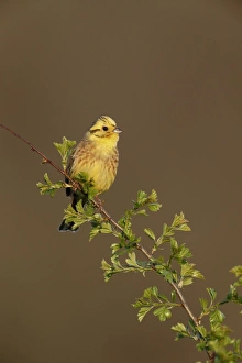 Hedges Prints: Yellowhammer (Emberiza citrinella) adult male