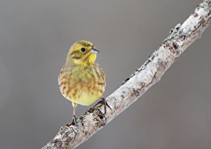 Yellowhammer (Emberiza citrinella) adult male, perched on branch, Sweden, january