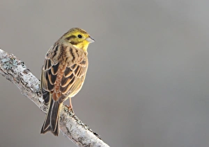 Yellowhammer (Emberiza citrinella) adult male, perched on branch, Sweden, january
