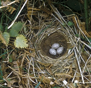 Bunting Prints: Yellowhammer (Emberiza citrinella) Nest and eggs