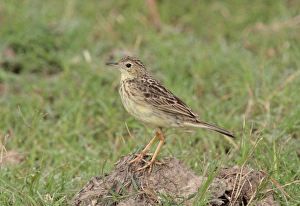 Pipits Prints: Yellowish Pipit (Anthus lutescens) adult