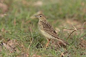 Yellowish Pipit (Anthus lutescens) adult, with food in beak, standing near nestsite, Laguna Oca, Formosa, Argentina, october