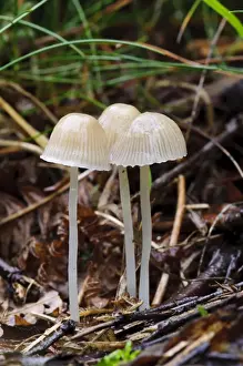Body Prints: Yellowleg Bonnet (Mycena epipterygia) three fruiting bodies