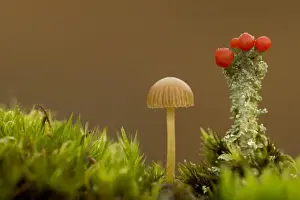 Yellowleg Bonnet (Mycena epipterygia) fruiting body, growing beside Lichen (Cladonia sp. ), Derbyshire, England, October