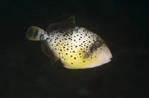 Maluku Prints: Yellowmargin Triggerfish (Pseudobalistes flavimarginatus) subadult