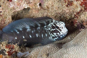 Blenny Prints: Yellowtail Blenny (Ecsenius namiyei) adult