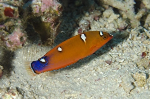 Komodo Prints: Yellowtail Coris Wrasse (Coris gaimard) juvenile