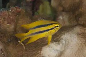 Strait Prints: Yellowtail Damsel (Neoglyphidodon nigroris) juvenile