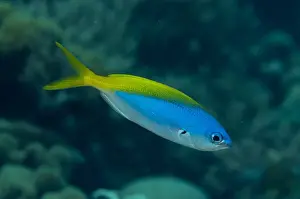 Fusilier Prints: Yellowtail False Fusilier (Paracaesio xanthura) adult