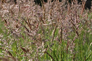 Gramineae Prints: Yorkshire Fog (Holcus lanatus) flowering, Powys, Wales, july