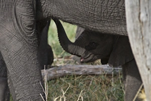 Botswana Prints: Very young African Elephants suckles from its mother
