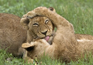 Big Cat Prints: Two young African lion cubs lick each other