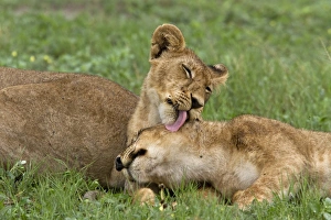 Licking Prints: Two young African lion cubs lick each other