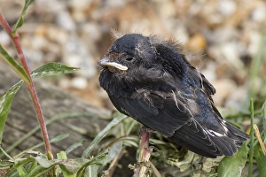 Hirundo Prints: Young Barn Swallow newly left its nest