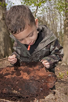 Sussex Prints: Young boy looking at woodlice on rotting log in woodland, West Sussex, England, April