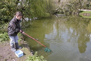 Sussex Prints: Young boy pond-dipping with net, Slindon Pond, West Sussex, England, April