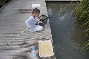 Sussex Prints: Young boy pond-dipping with net