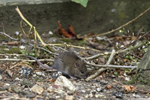 Rats Prints: A young Brown Rat about 14 days old