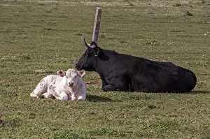 Spain Prints: A young Charolais calf with a Andalusian black cow - Extremadura, Spain
