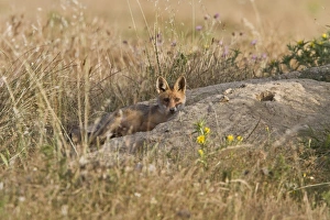 Vulpes Prints: Young Fox cub play by its den in Extremadura, spain