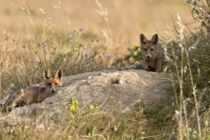 Young Fox cubs play by there den in Extremadura, spain