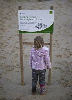 Grey Prints: Young girl looking at Breeding Grey Seals
