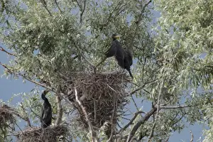 Nest Prints: Young Great Cormorants on nest at Lake kerkini Northern Greece
