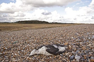 Sea Bird Prints: Young guillemot dead on shingle beach, by Dingle Marsh Suffolk coast