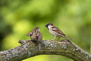 Begging Prints: Young House Sparrow begging for food from adult Male