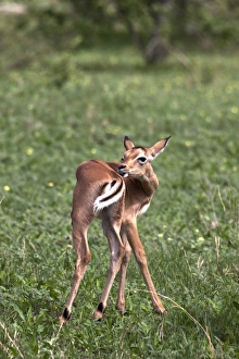 Botswana Prints: Young Impala grooming - Botswana
