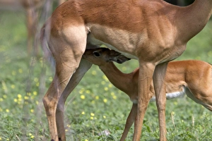 Young Impala suckles from its mother - Botswana