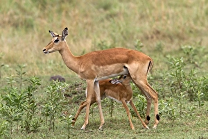 Botswana Prints: Young Impala suckles from its mother suckling - Botswana