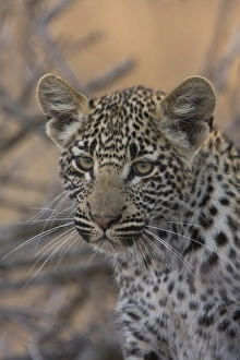 Big Cat Prints: Young Leopard